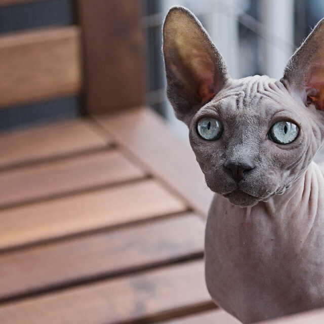The Cat The Cat